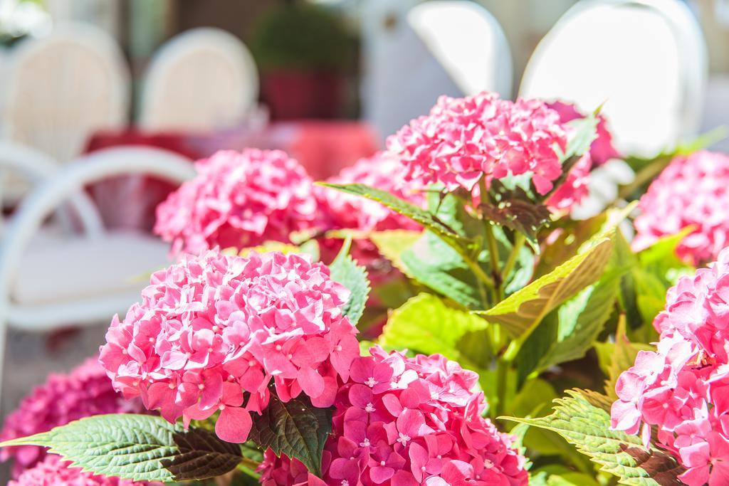 Hotel Garden Bellaria-Igea Marina Exterior photo